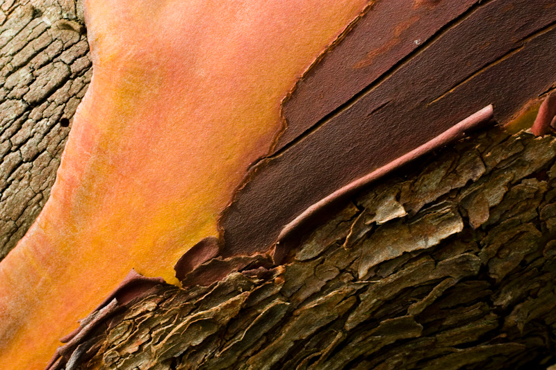 Pacific Madrone Bark Detail